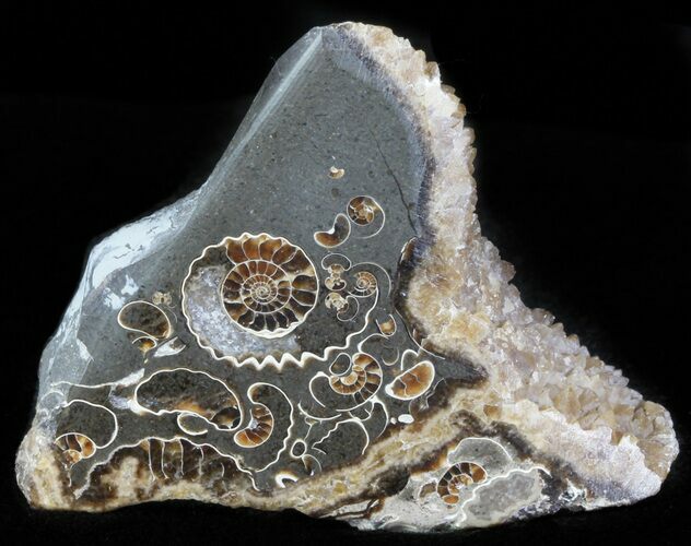 Polished Ammonite Fossil Slab - Marston Magna Marble #63821